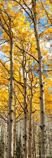 Tall fall color aspen trees reaching for a sky with puffy white clouds.