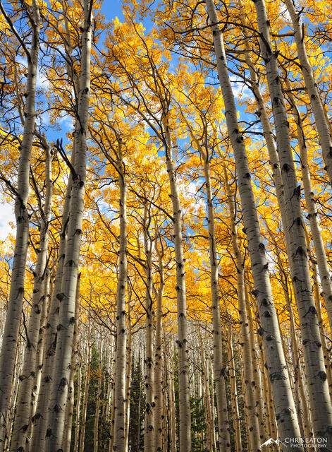Tall fall color aspen trees reaching for a sky with puffy white clouds.