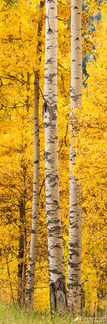 Tall aspen tree trunks surrounded by the fall color leaves of younger aspen trees.