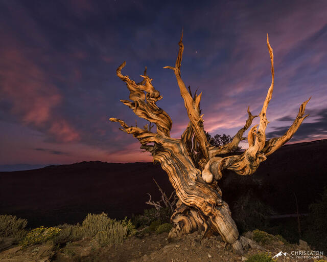 A Sentinel Bristlecone Pine tree at the edge of sunset and twilight.