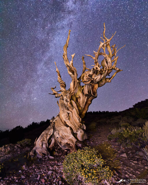 A Sentinel Bristlecone Pine Tree at night with the Milky Way.