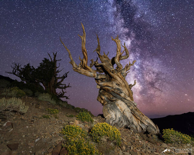 A Sentinel Bristlecone Pine tree at night with the Milky Way.