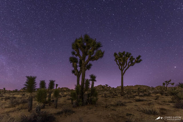 Joshua Trees stand silently below a winter's night sky full of stars in Joshua Tree National Park.