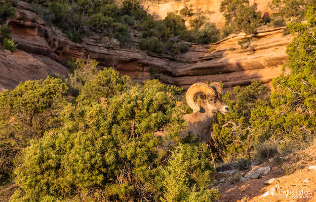 Colorado National Monument, Ovis canadensis, bighorn sheep, horn, horns, male, ram, sheep