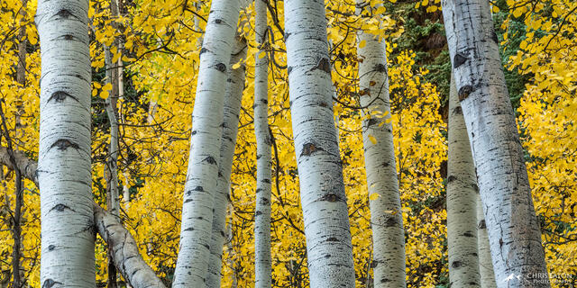 A wall of fall color aspen leaves seen through a line of large aspen tree trunks.