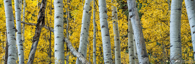 A wall of fall color leaves from younger trees as seen through the larger trunks of older aspen trees.