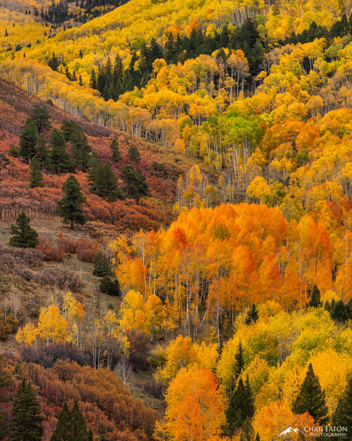 Cascade of Color