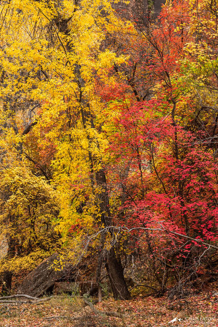 Zion's Intimate Fall Colors