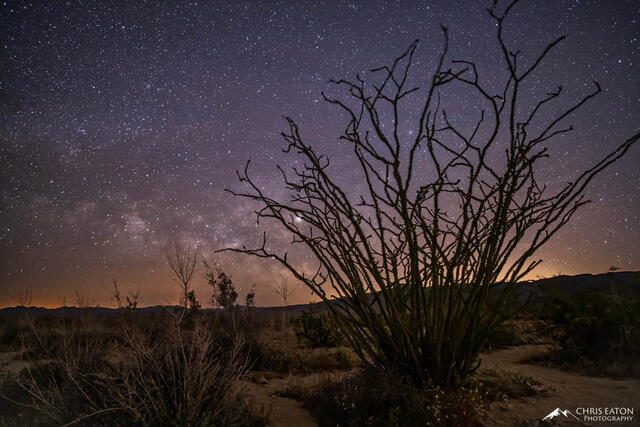 Milky Way Rising at the Ocotillo Patch