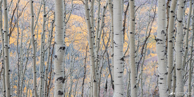 A distant hillside of fall color aspens as seen through  line of aspen tree trunks.