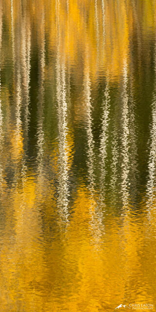 Abstract reflections of aspen trees with fall color leaves on a shimmering lake surface.