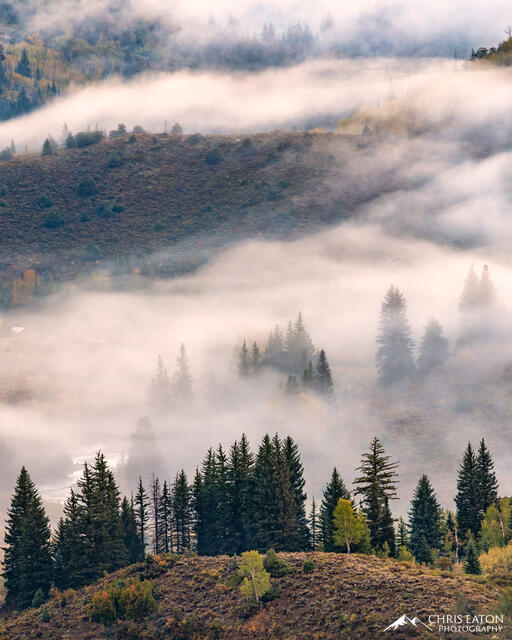 Crystal River, Crystal River Valley, McClure Pass, Populus tremula, Quaking Aspen, clouds, fog, marble, pine tree, sunrise. aspen...
