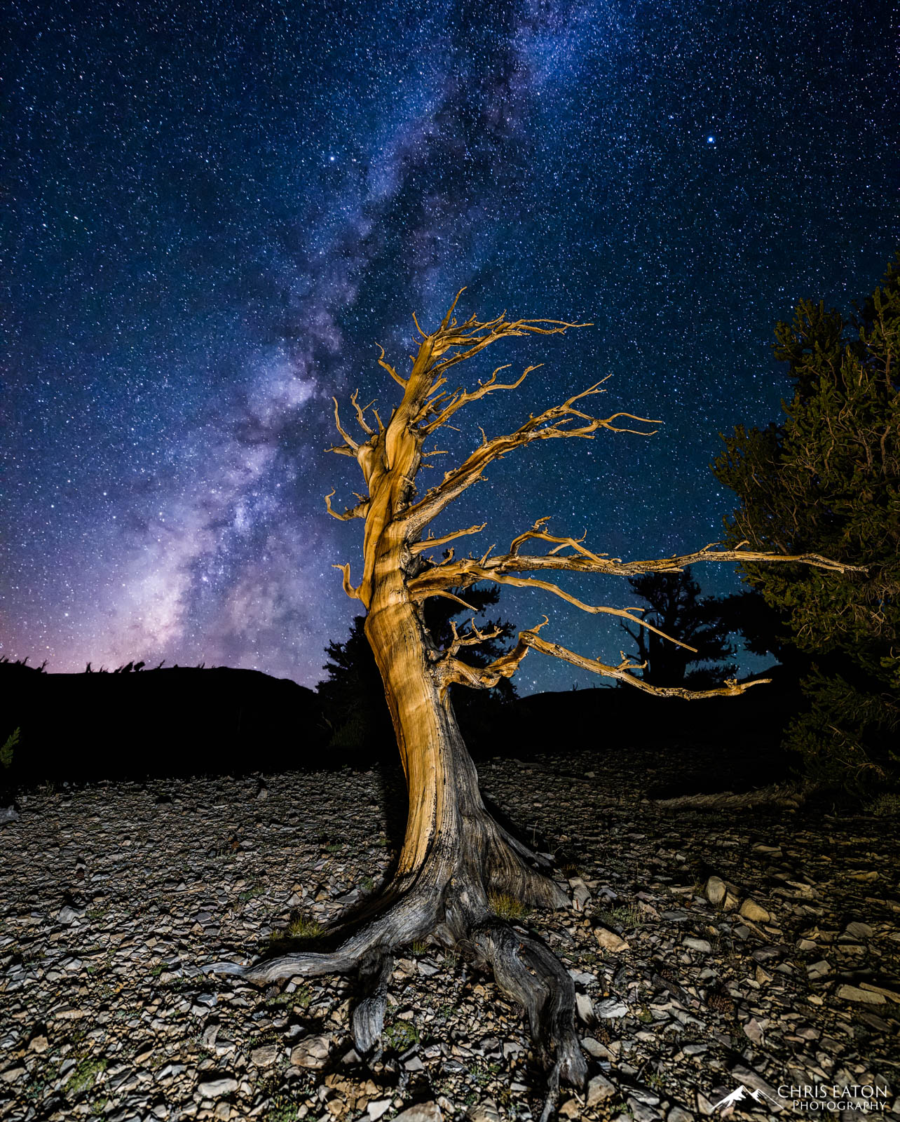 The Milky Way above a dead Bristlecone Pine tree in the White Mountains of the Eastern Sierras.