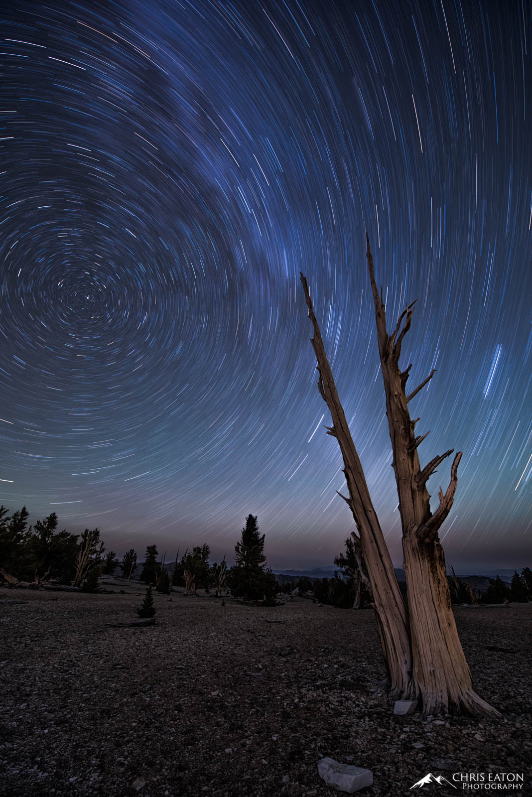 Star trails above a dead Bristlecone Pine tree in the White Mountains of the Eastern Sierras.