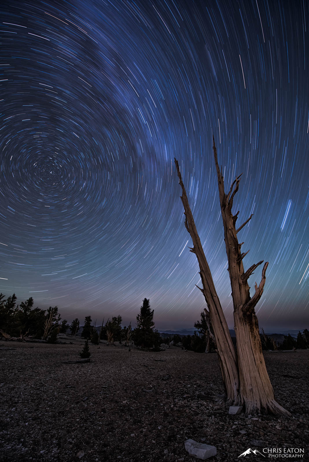 Ancient Bristlecone Star Trails Star trails above a dead Bristlecone Pine tree in the White Mountains of the Eastern Sierras.