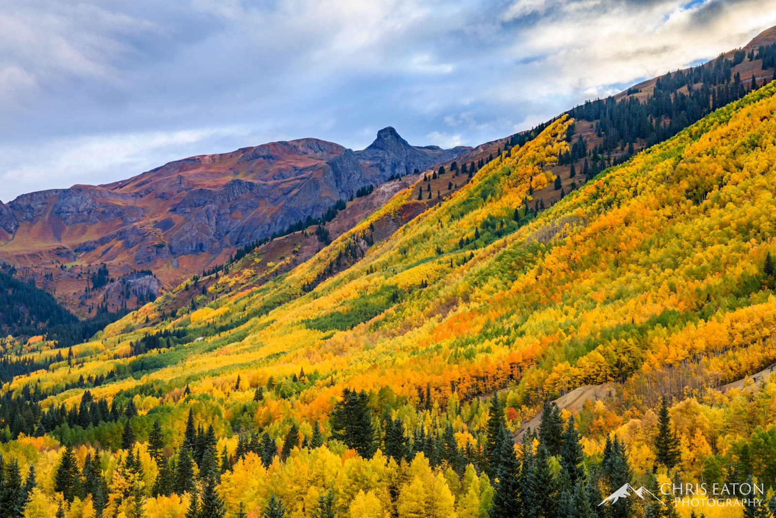 Quaking Aspens (Populus tremuloides) dominate a hillside below Red Mountain in the San Juan Mountains with stands of pine trees...