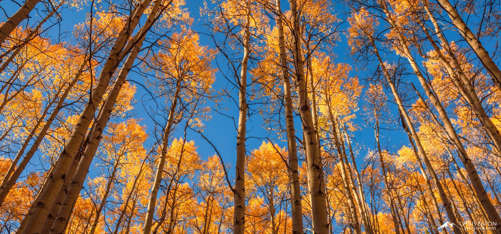 A mature stand of Quaking Aspens (Populus tremuloides) reach for the sky on Grand Mesa in Western Colorado. An aspen tree isn...