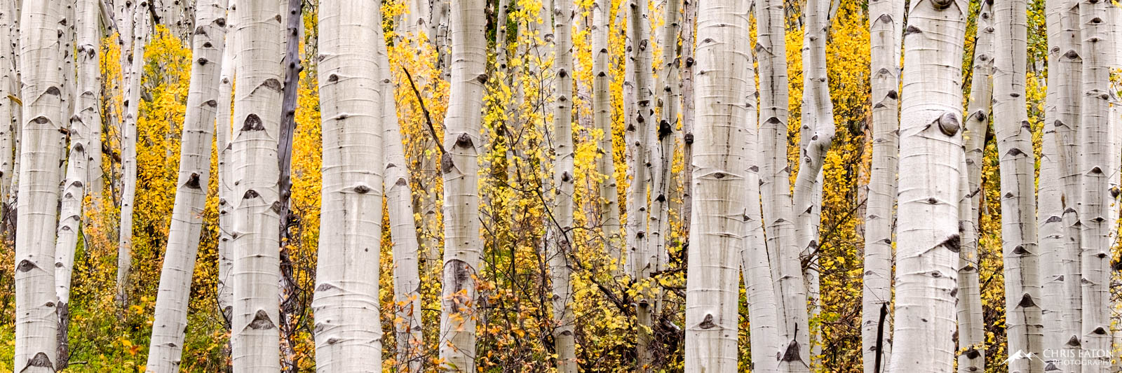 Quaking Aspens (Populus tremula) grow throughout the forests of western North America. The are usually one of the species to...