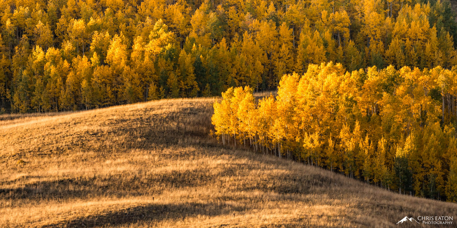 Quaking Aspens (Populus tremuloides) grow in stands across the rolling foothills around Crested Butte, Colorado. An Aspen tree...