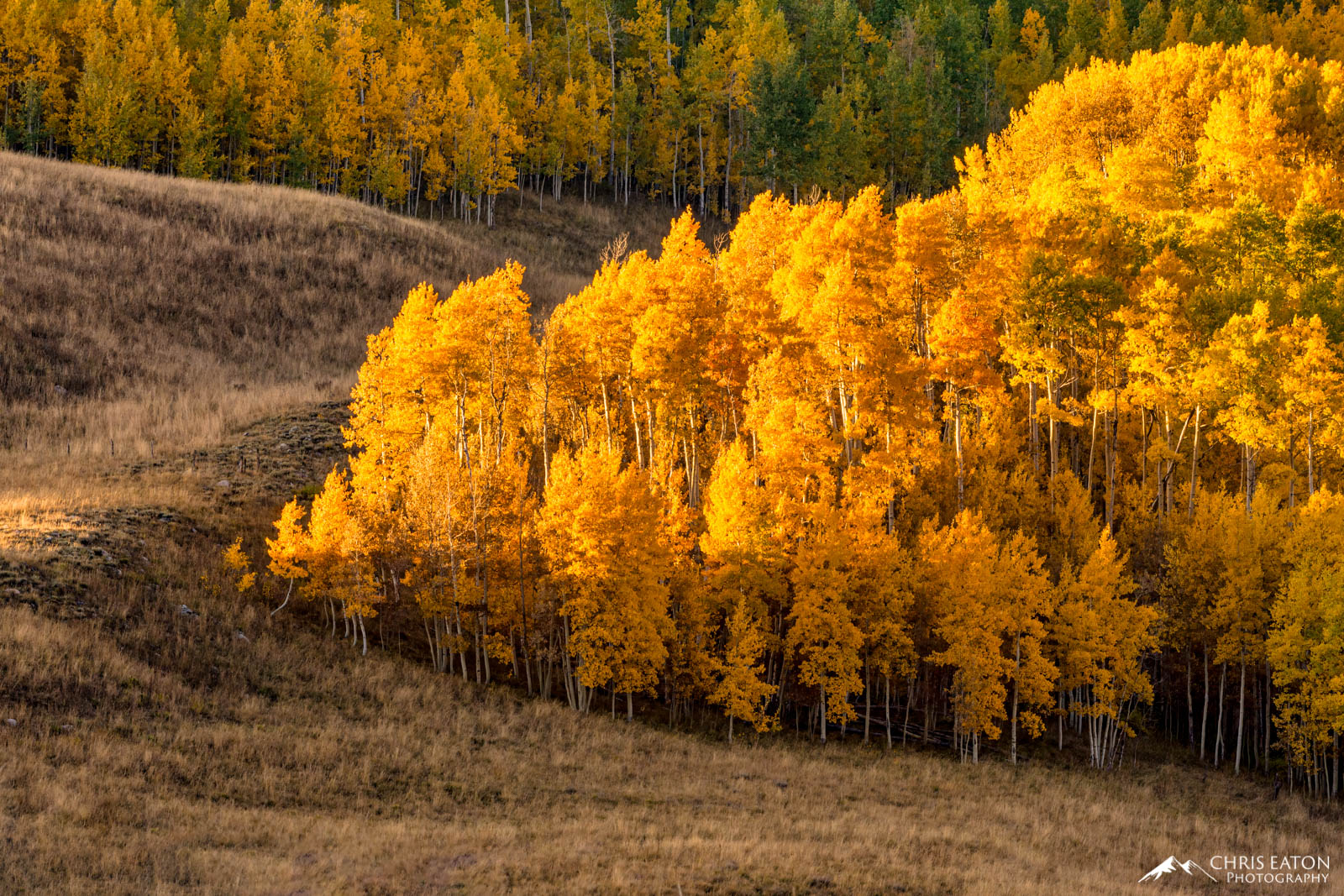 Sailing Into the Sunset The hillsides around Crested Butte, Colorado, are filled with stands of Quaking Aspens (Populus tremuloides). An Aspen tree isn...