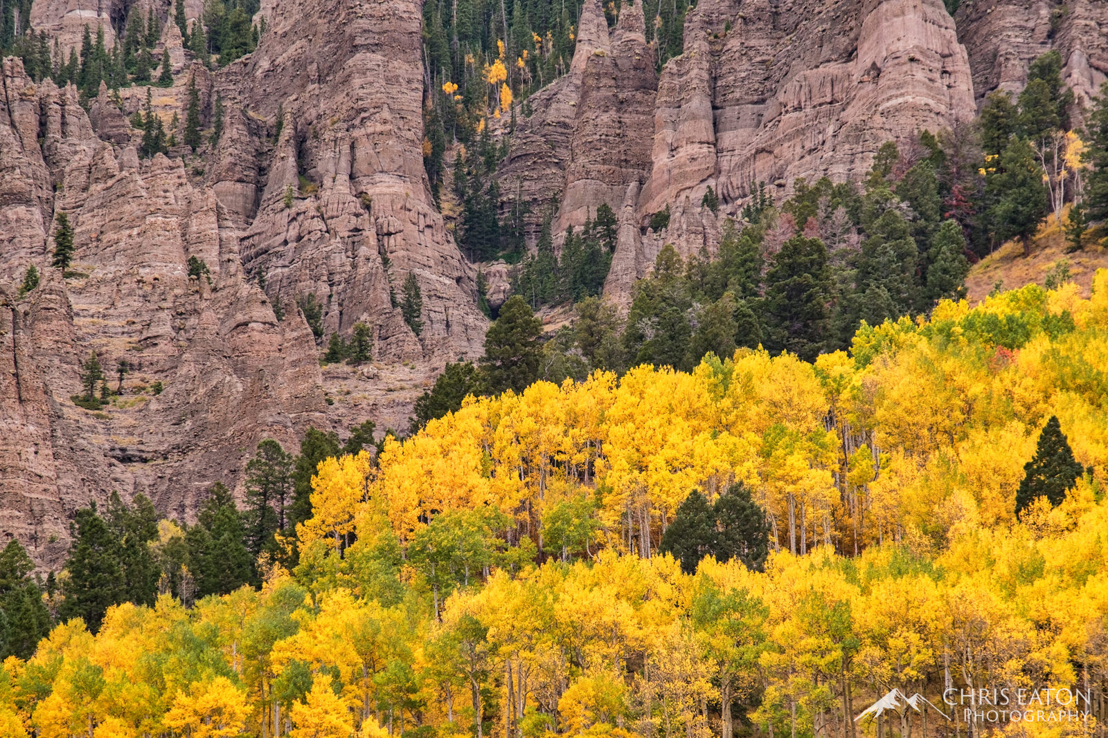 Fall Approaching the Cimarrons Stands of Quaking Aspens (Populus tremuloides) on the flanks of the Cimarron Range signal the approaching autumn in the Colorado...