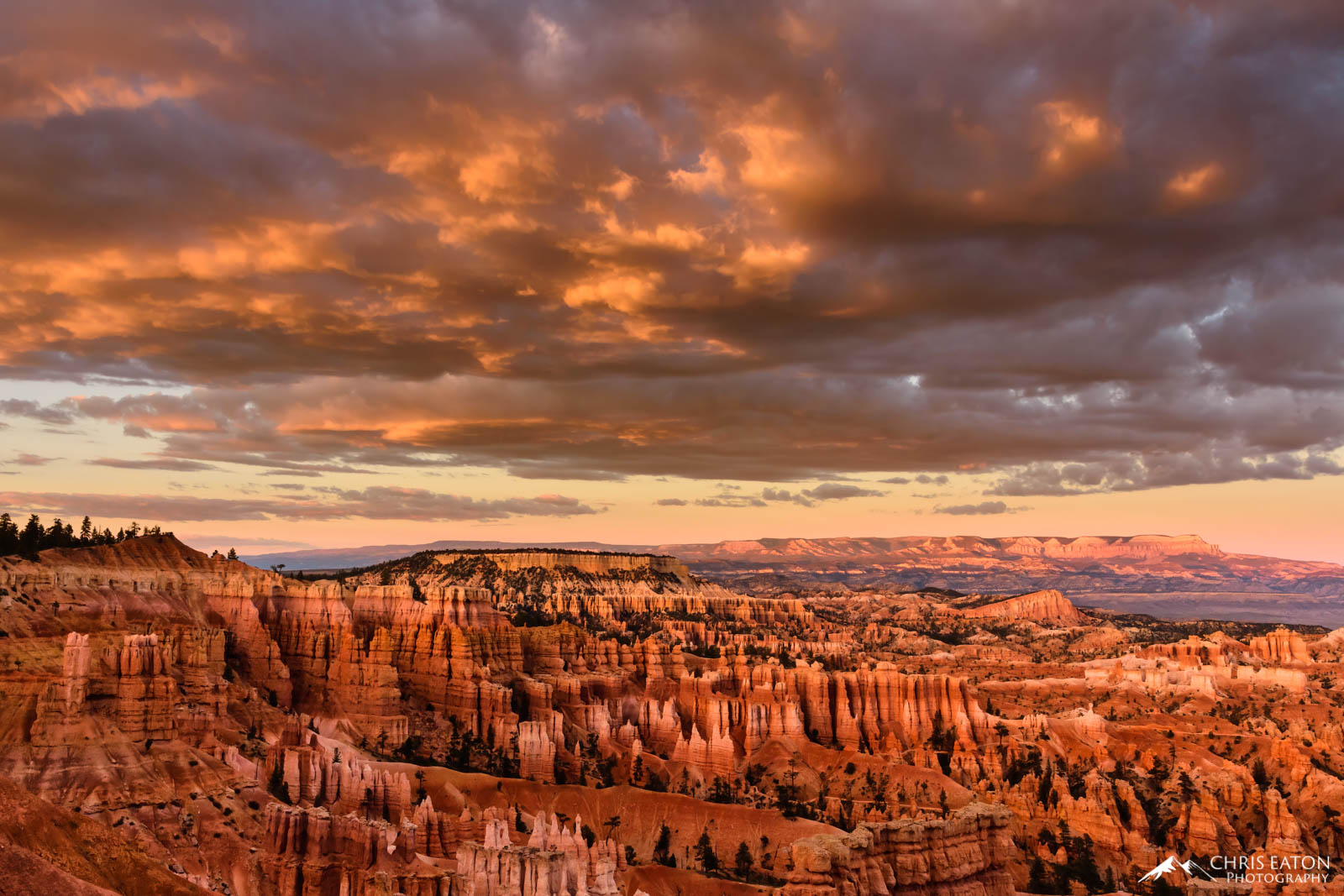 The amphitheatre of Claron Formation hoodoos in Bryce Canyon National Park is illuminated by the sunset light reflecting off...