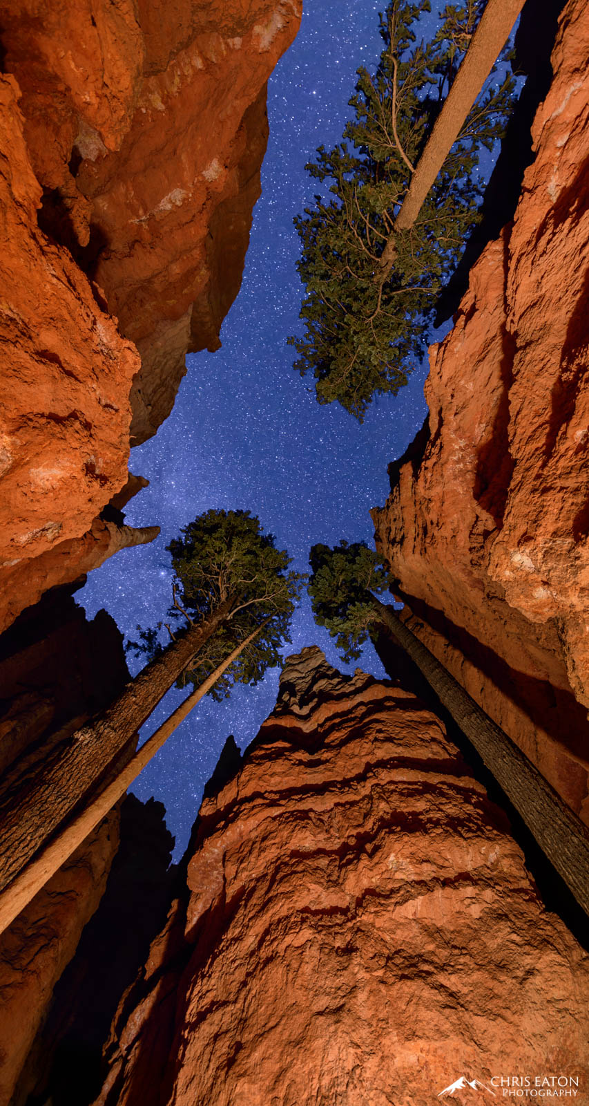 A night sky full of stars over Wall Street and Ponderosa Pine trees in Bryce Canyon National Park.