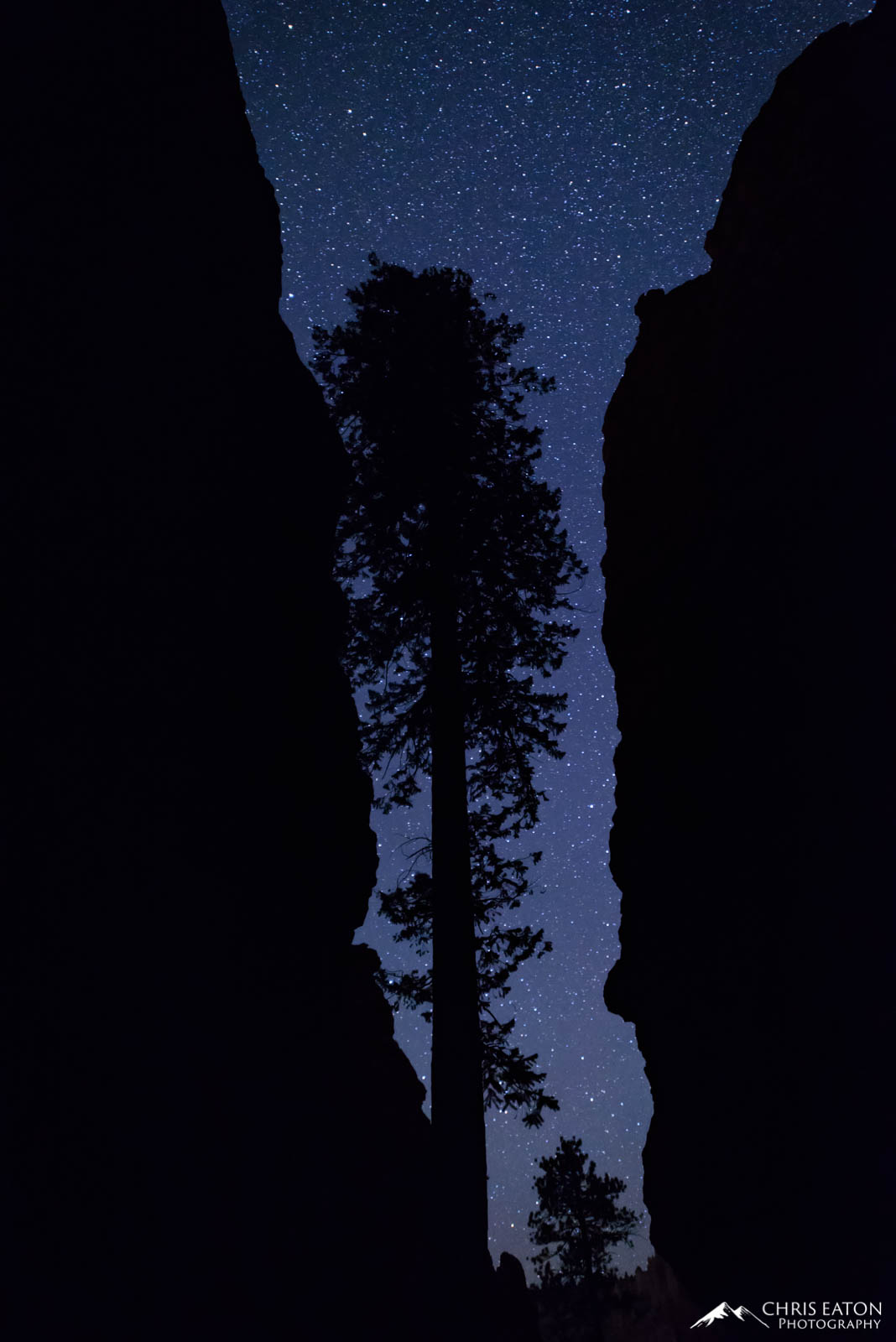 A silhouette Ponderosa pine tree seen through a deep canyon in Bryce Canyon National Park.