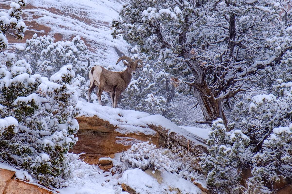 Frosty Stare The fall rut of the Desert Bighorn Sheep (Ovis canadensis nelsoni) in Colorado National Monument was abruptly interrupted by...