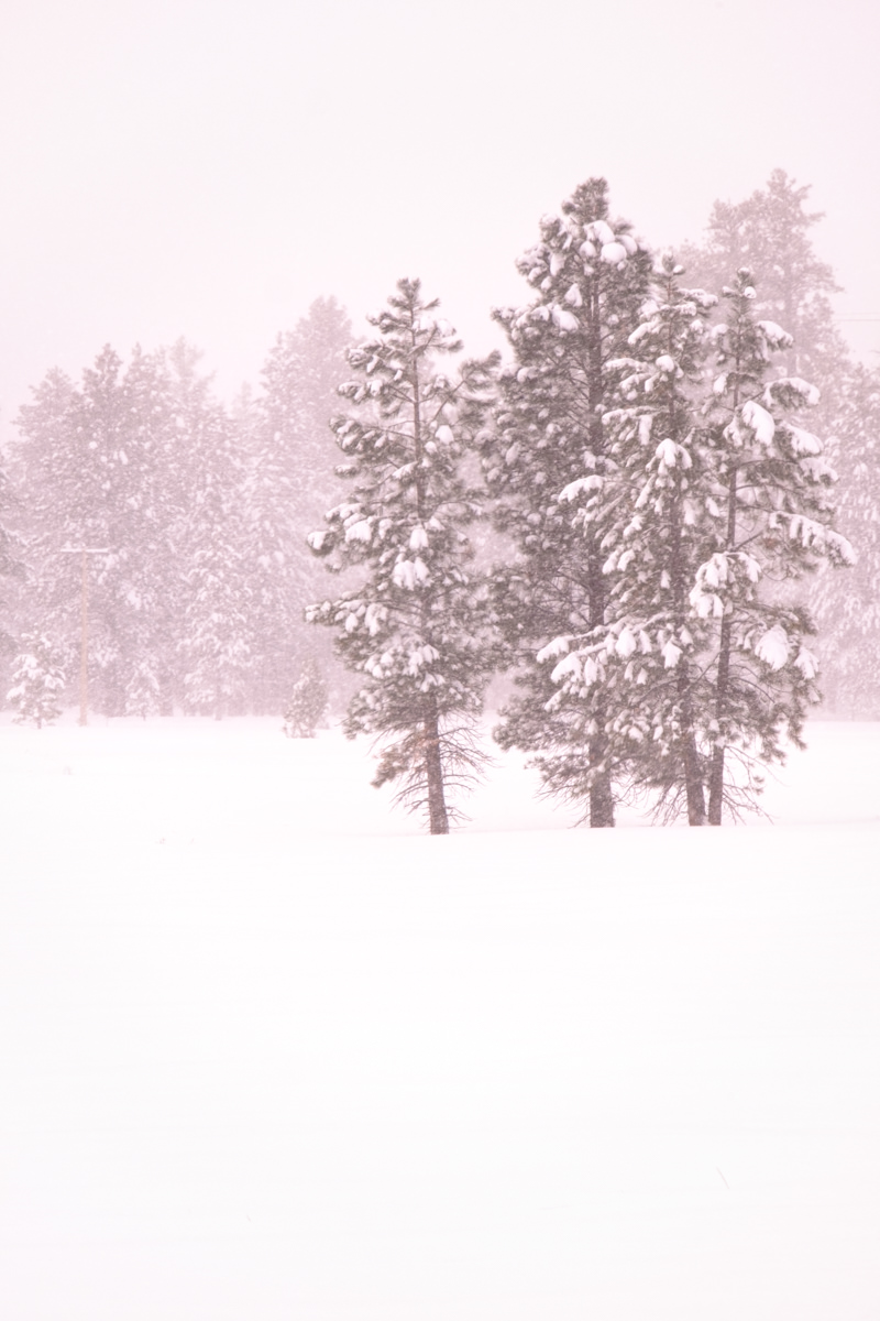 Ponderosa Pine Whiteout A winter storm dumps 18 inches of snow on Bryce Canyon National Park over the course of two days making for whiteout conditions...