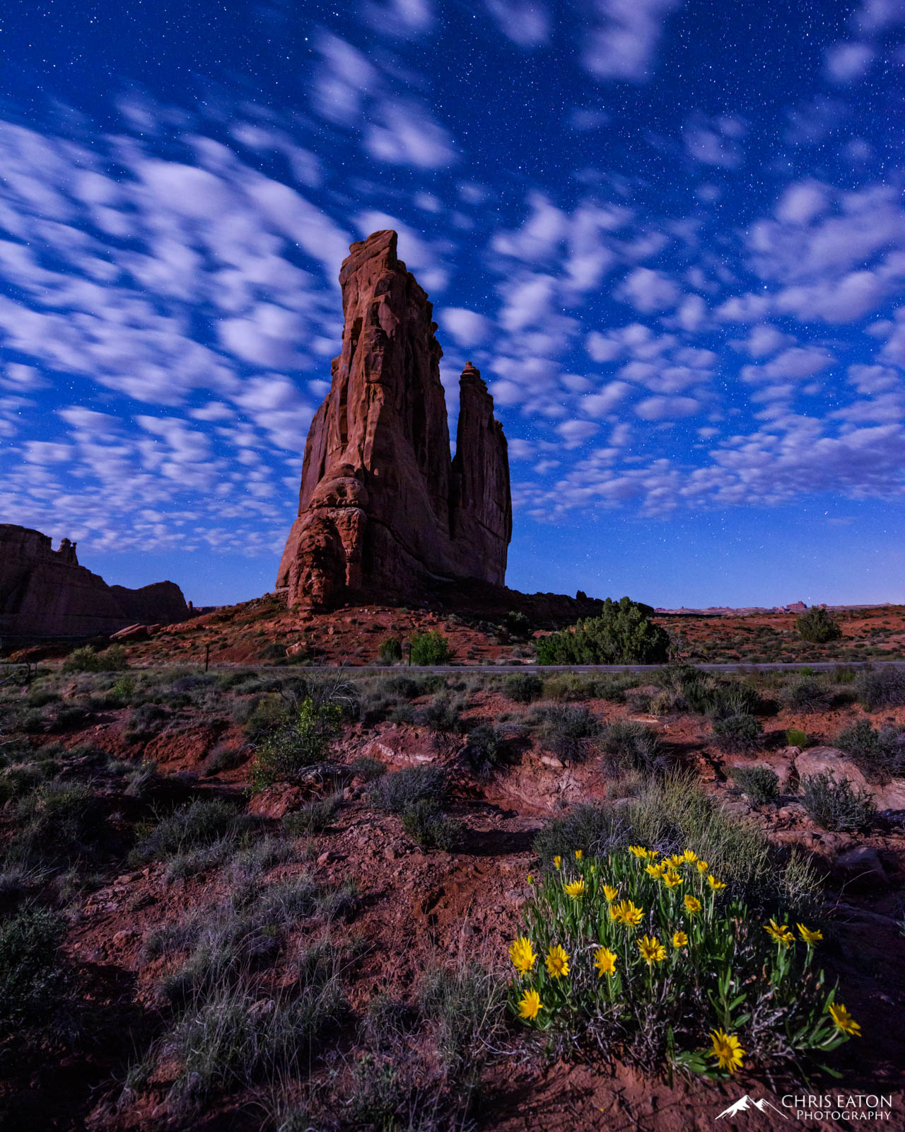 Moonlit Rocks and Mule’s Ears Mule's Ear wildflowers and a moonlit Courthouse Tower in Arches National Park,