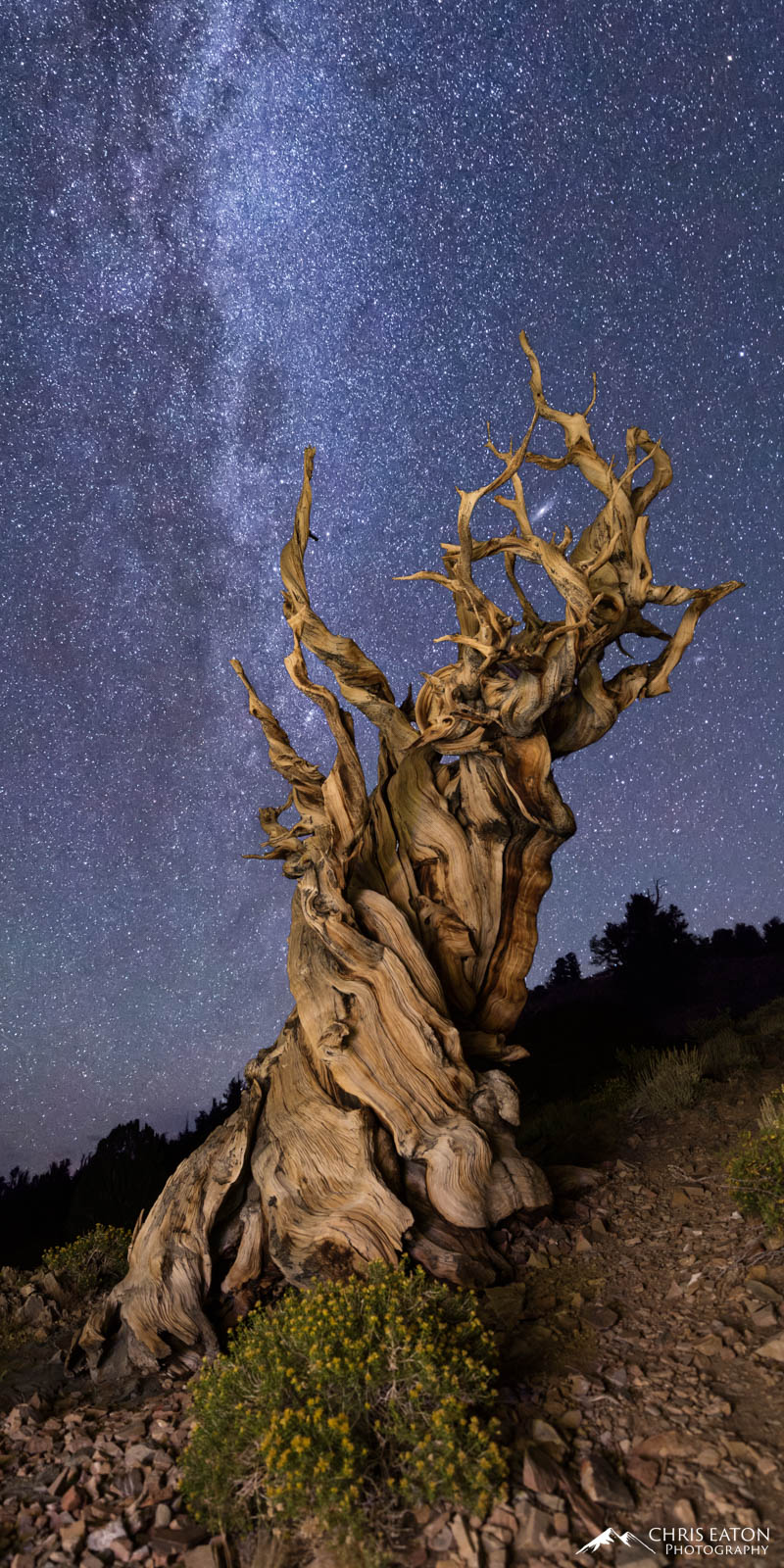 Bristlecone pine tree with the Milky Way and Andromeda galaxy.