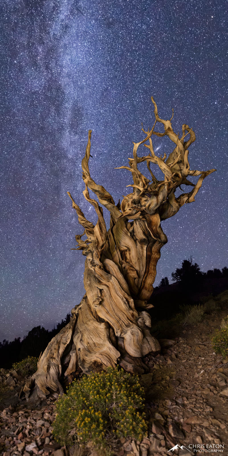 The Sentinel Cradles Andromeda Bristlecone pine tree with the Milky Way and Andromeda galaxy.