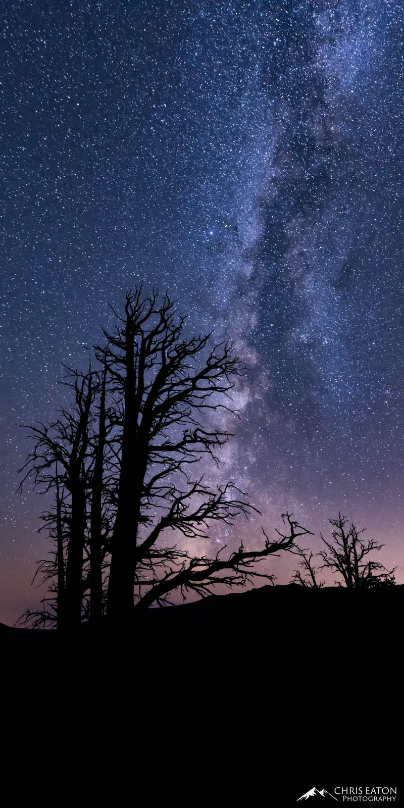 Silhouette of Bristlecone Pine trees and the Milky Way galaxy.