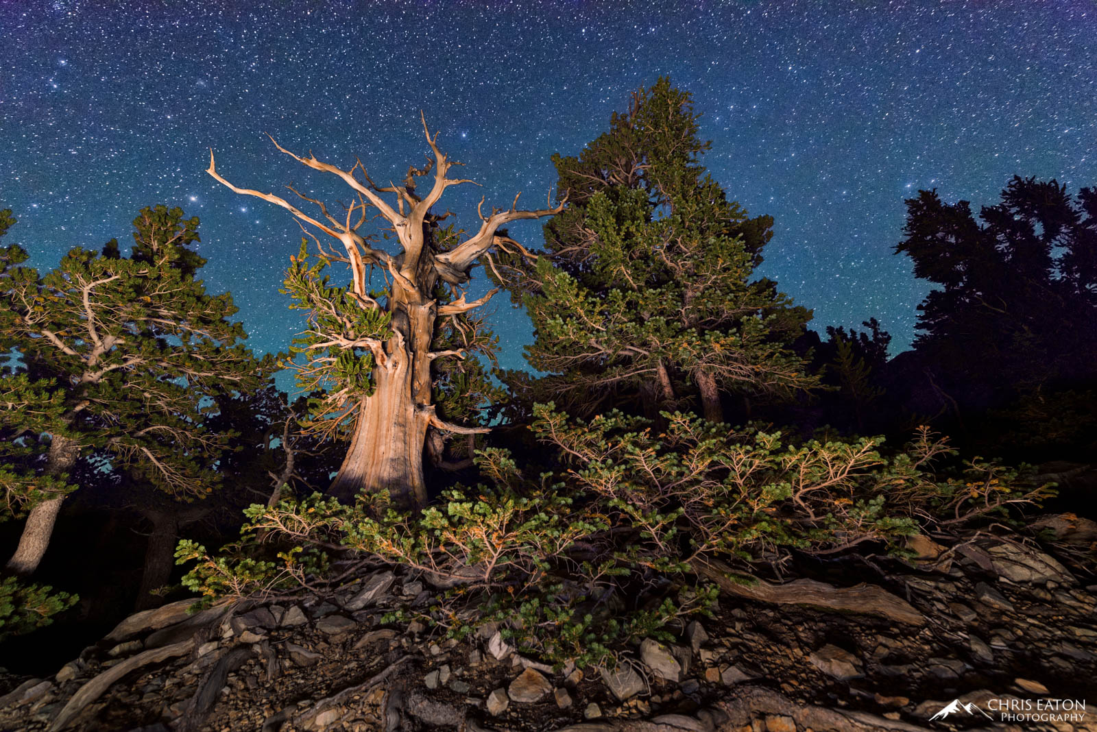 The Young and the Old at Night A starry night with Bristlecone Pine trees in Great Basin National Park.