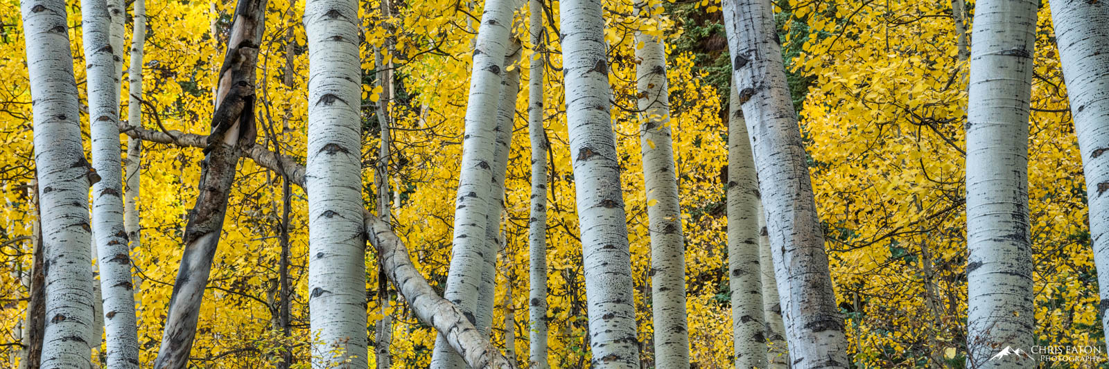 Forest Matriarch A wall of fall color leaves from younger trees as seen through the larger trunks of older aspen trees.