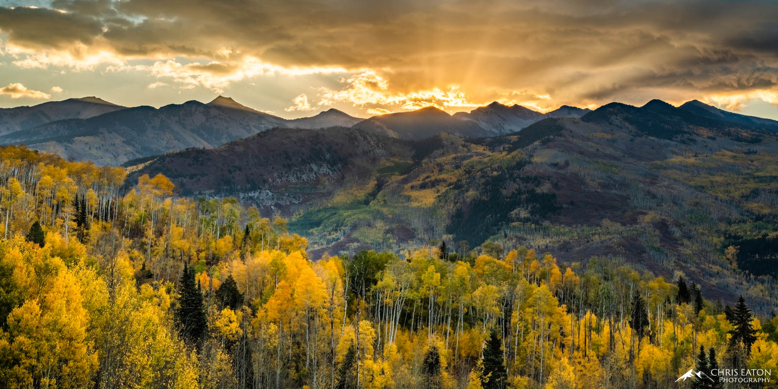 Early morning sunlight bathes the clouds over the Elk Mountains; the reflected light illuminates the stands of Quaking Aspen (...