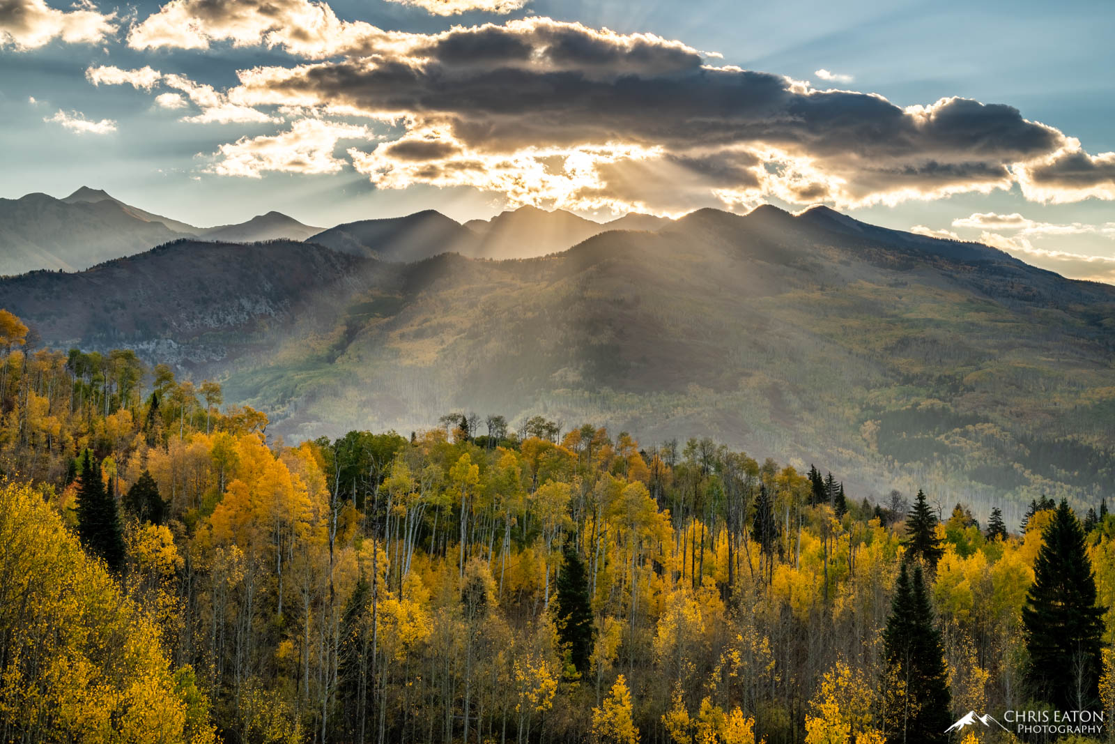 Early morning sunlight filters through the clouds over the Elk Mountains, illuminating the stands of Quaking Aspen (Populus tremuloides...