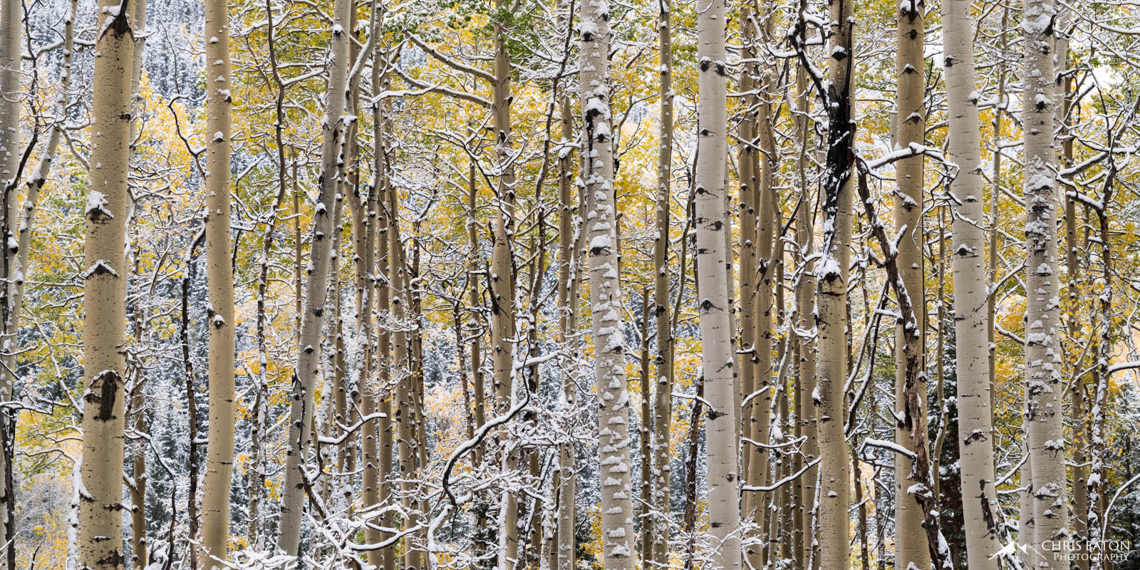 Snow covered aspen trees in Colorado during fall color season.