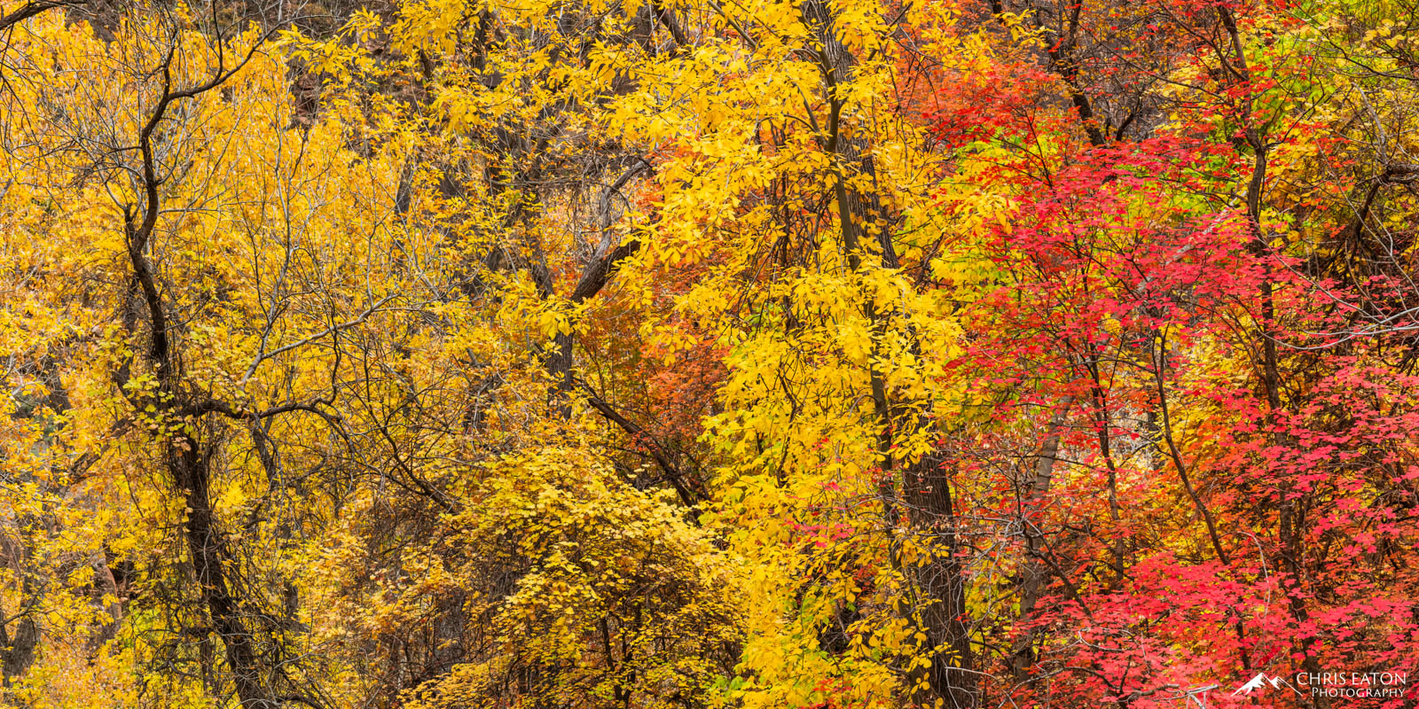 Fall color maples and cottonwoods along the Virgin River in Zion National Park.