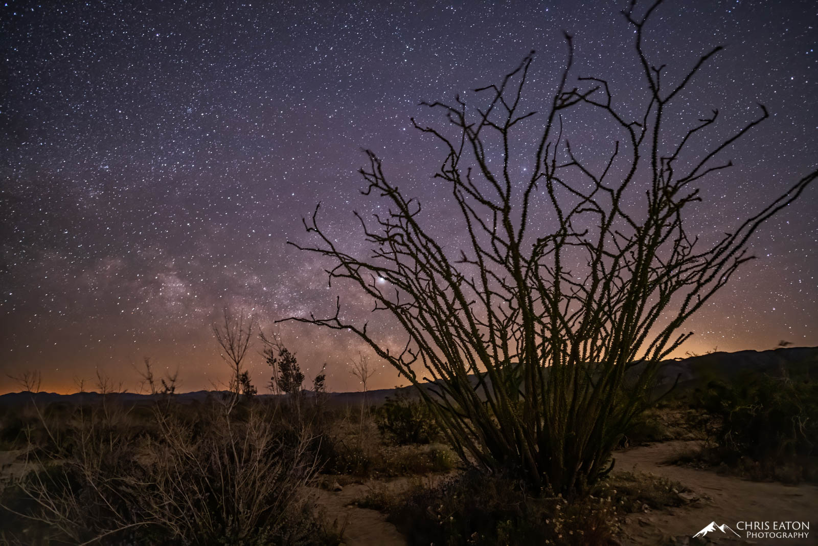 The early spring Milky Way rises over the Ocotillo Patch in Joshua Tree National Park. Ocotillo (Fouquieria splendens) are a...