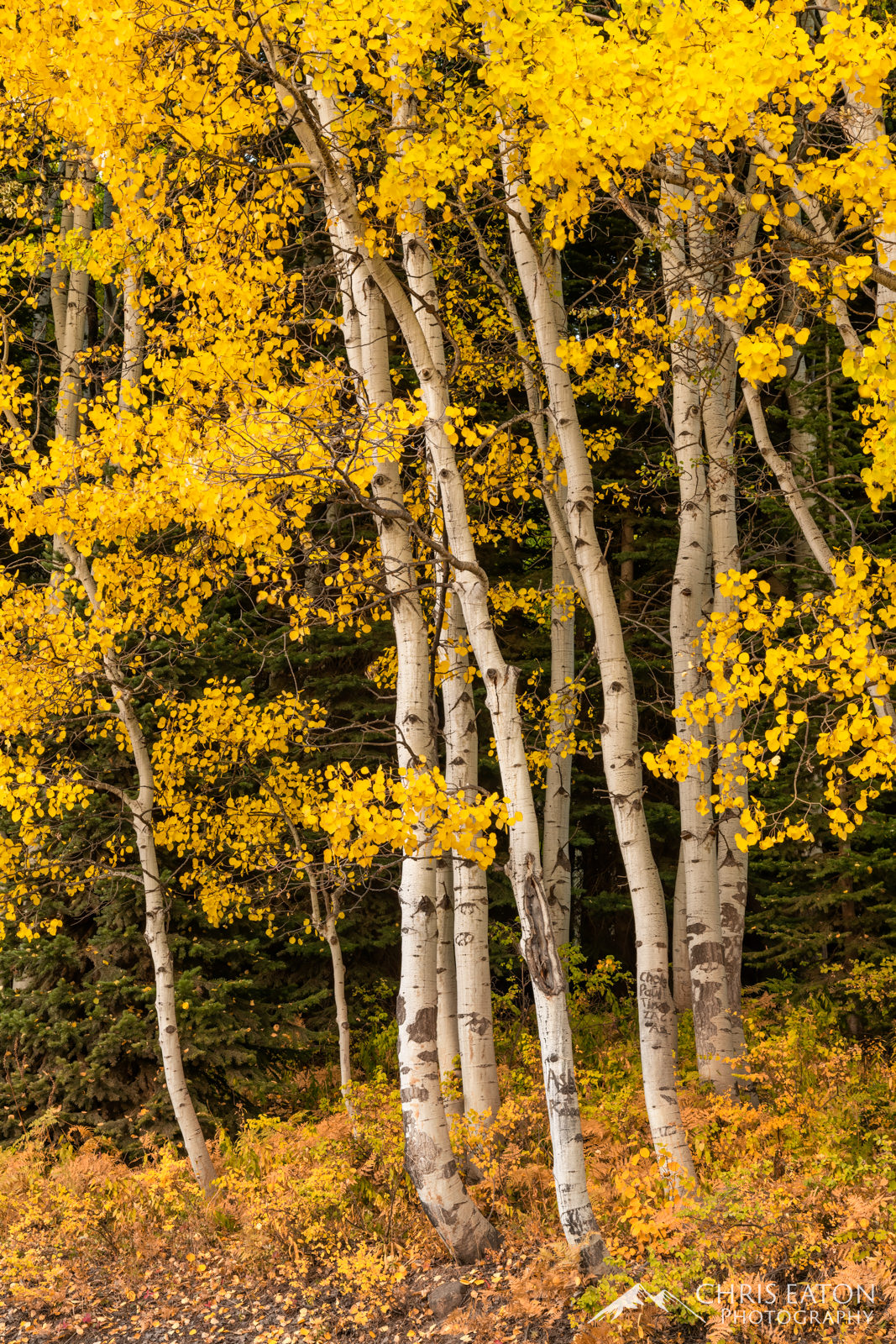 Kebler Pass Elk Mountains, Fall Color, Kebler Pass, Populus tremuloides, Quaking Aspen, aspen, autumn, fall, leaf, leaves, tree, trees