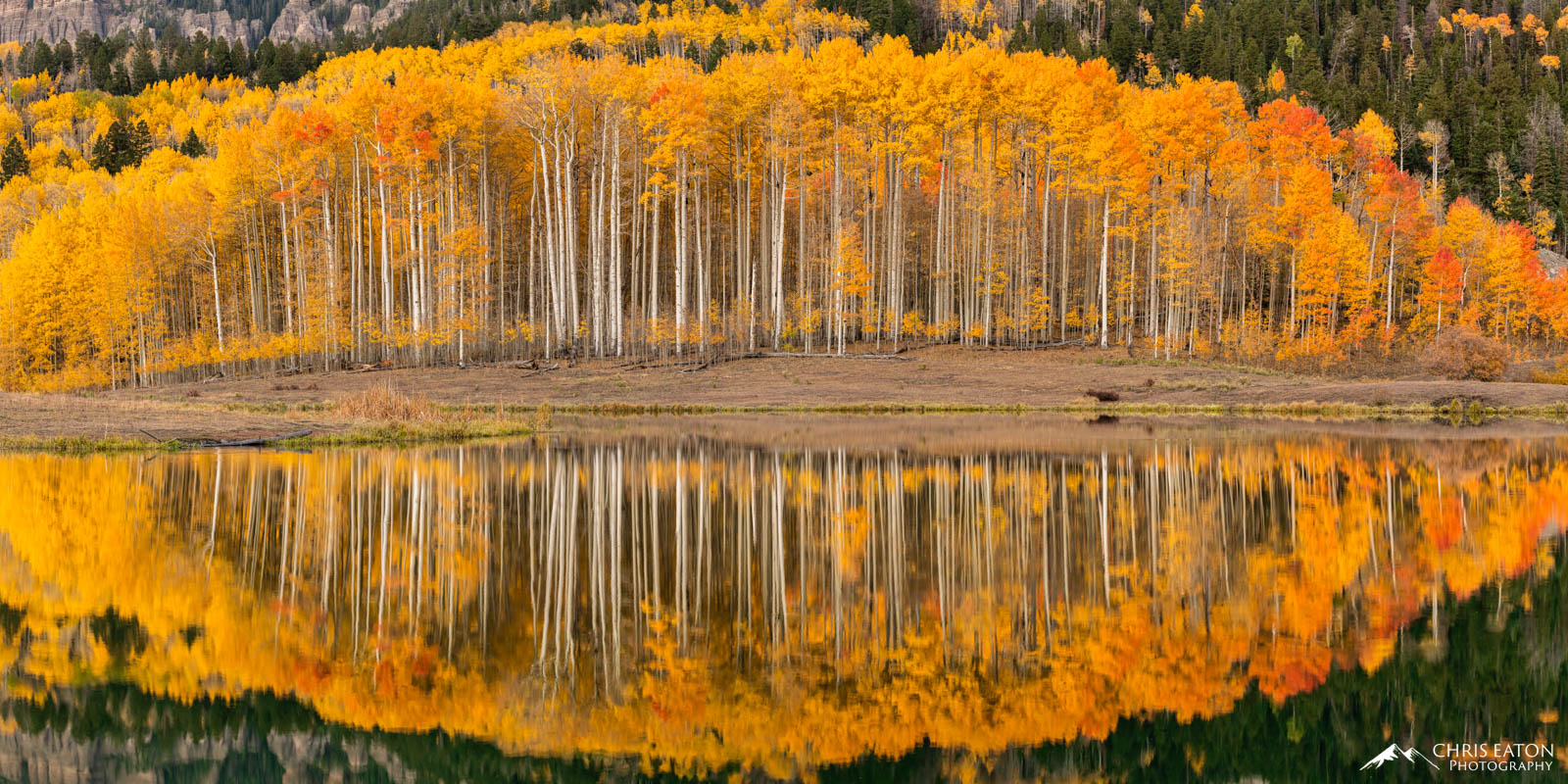 A stand of fall color aspen trees reflected in a high mountain lake.