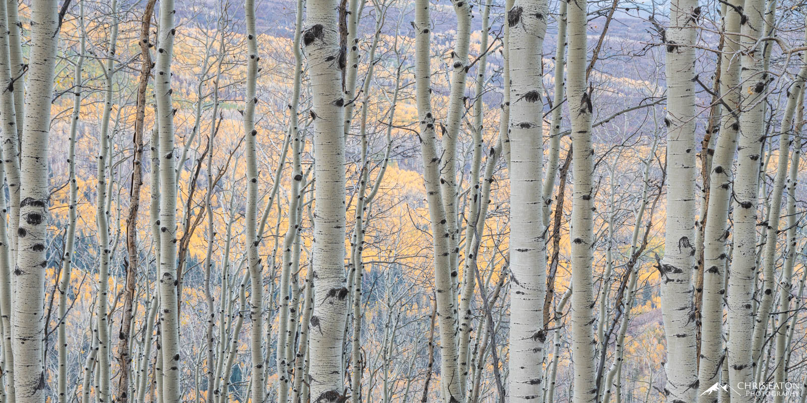 Soft early morning light bathes the Aspen gold of a distant hillside seen through the bare Aspen (Populus tremuloides) trees...