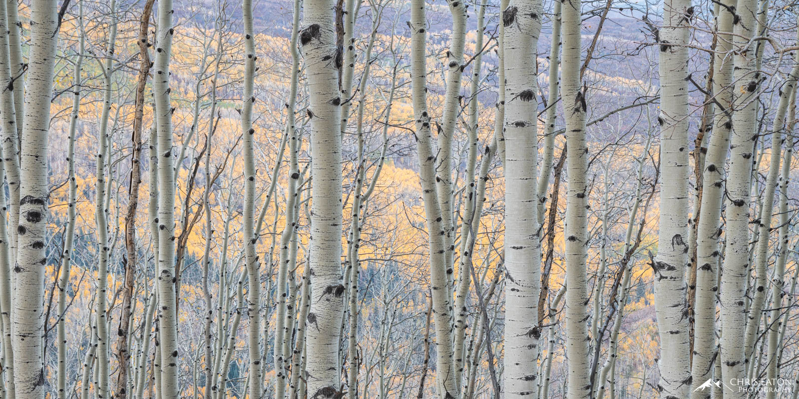 Stick Figure Overlook Soft early morning light bathes the Aspen gold of a distant hillside seen through the bare Aspen (Populus tremuloides) trees...