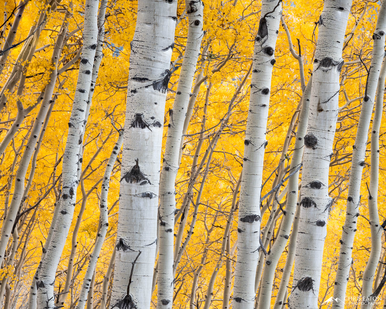 Soft early morning light brings out the color in the leaves and the paper bark of Quaking Aspens (Populus tremuloides). An aspen...