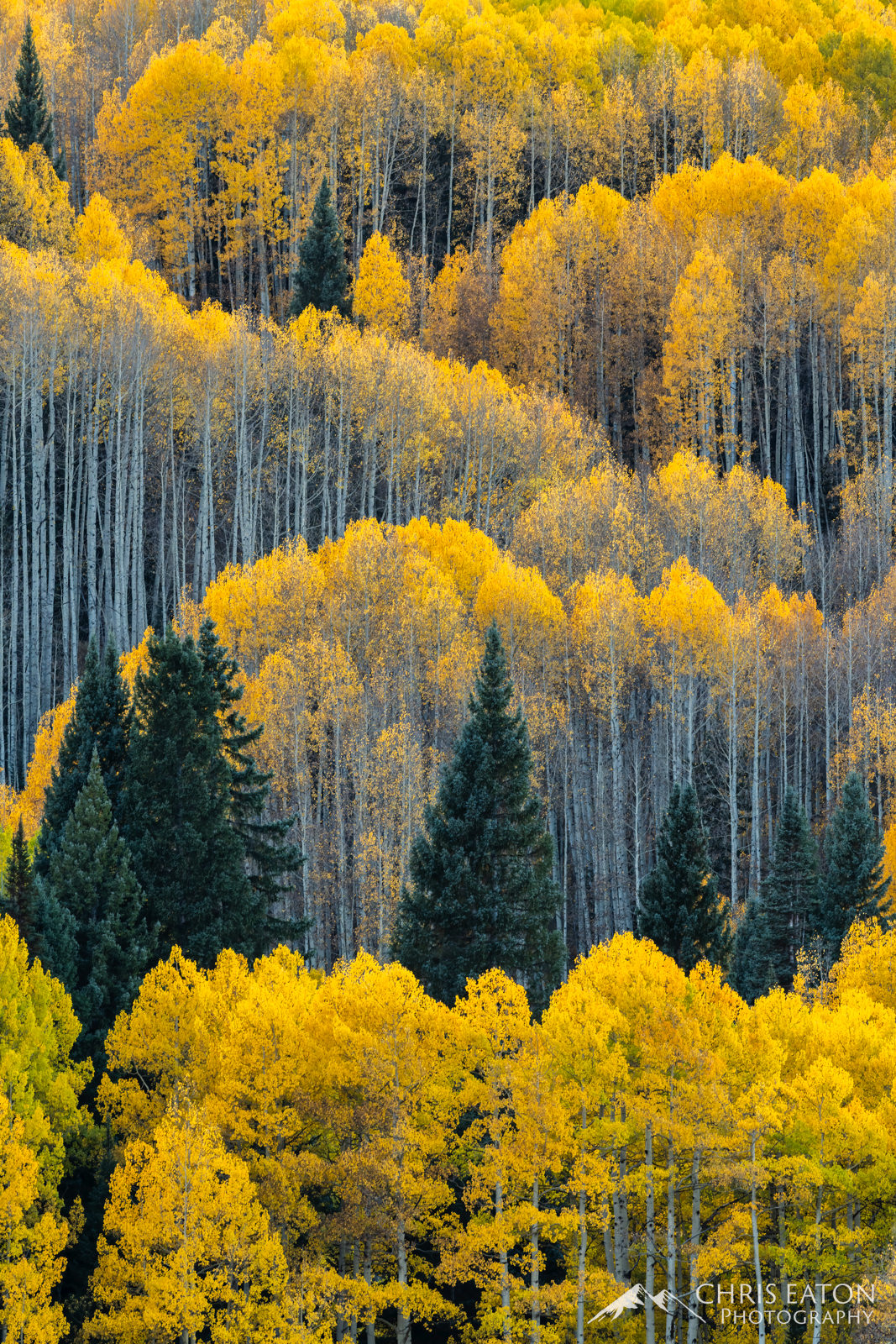 Kebler Pass Fall Color, Kebler Pass, Populus tremuloides, Quaking Aspen, aspen, autumn, fall, leaf, leaves, tree, trees